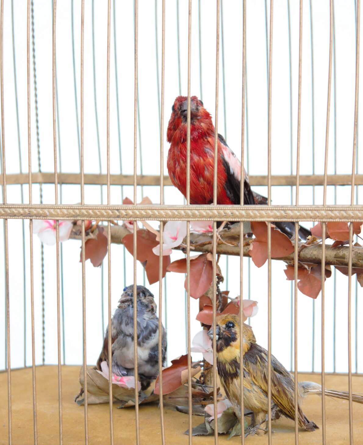 French-automaton-singing-bird-musical-animated-gilt-bird cage-bontems-